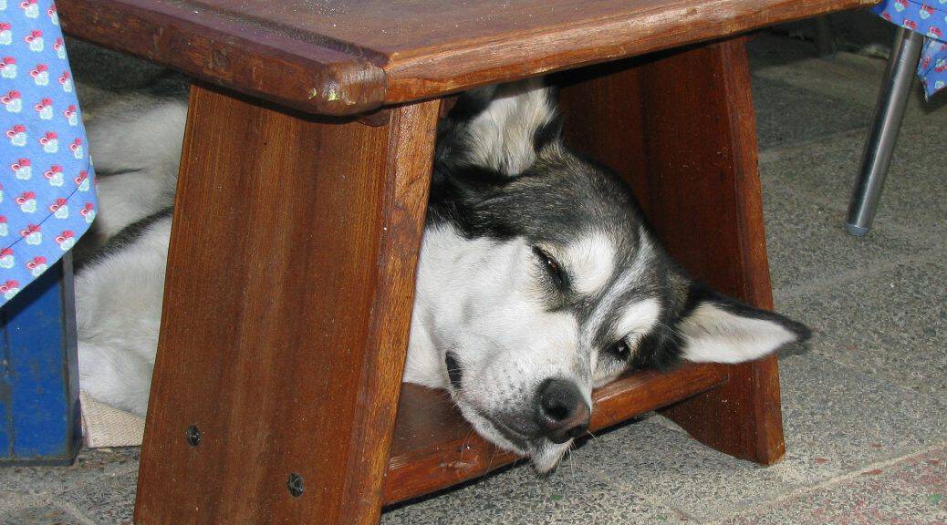 My Dog Is Acting Strange And Hiding. A unique and helpful guide – Happy