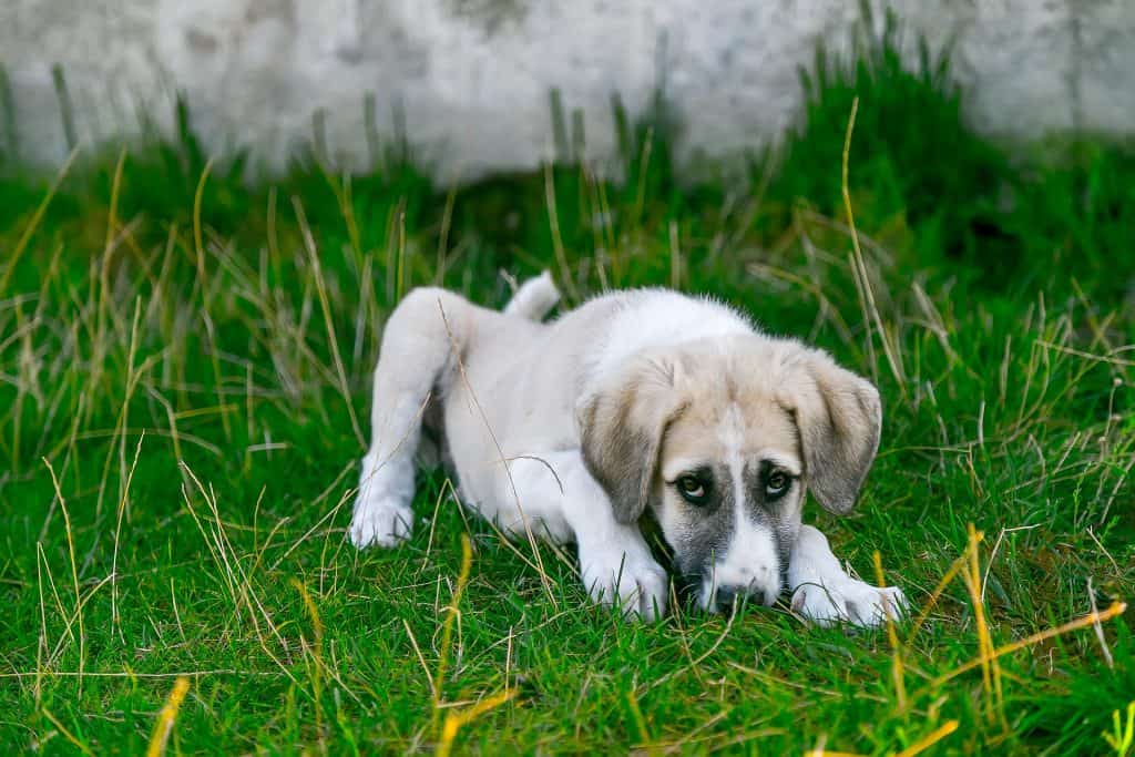 6-ways-to-stop-a-dog-from-eating-cat-poop