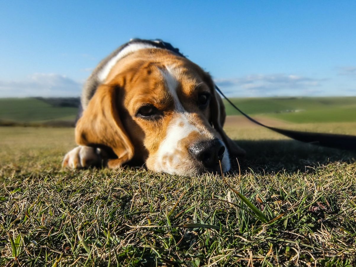 My Dog Is Acting Strange And Hiding. A unique and helpful guide