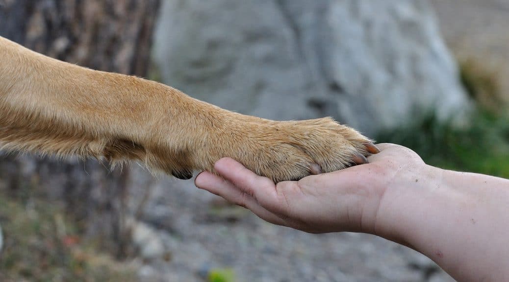 fluffy paws dog chewing ring