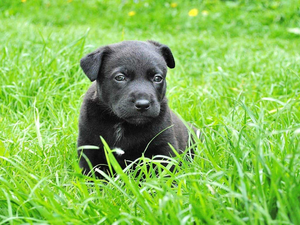 Why Is My Dog Eating Grass And Coughing? All You Need To Know