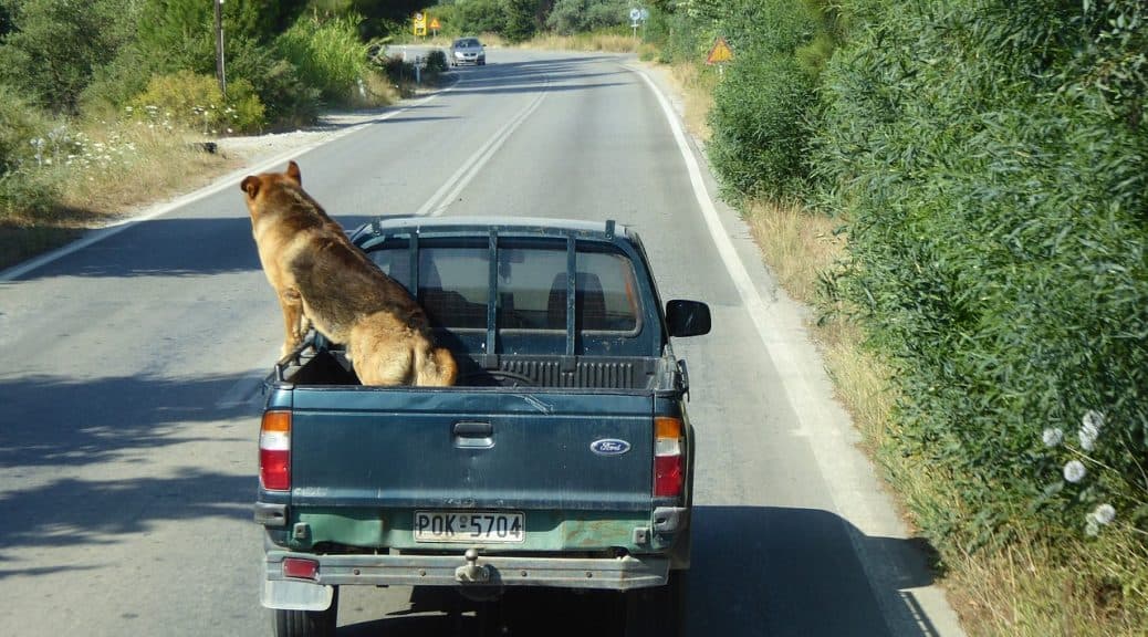 dog-chasing-cars-this-actually-works-happy-and-healthy-dogs