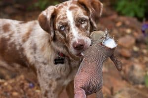 Stop Puppy Biting Fast This Actually Works Happy Fit Dog