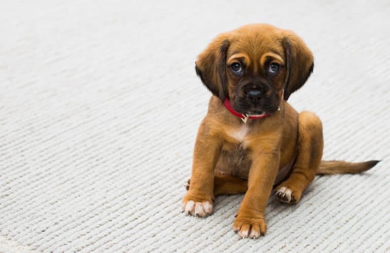 one-year-old-dog-still-peeing-in-the-house-why