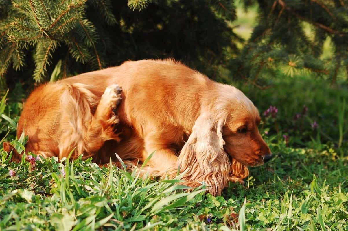 inside-dog-suddenly-wants-to-stay-outside