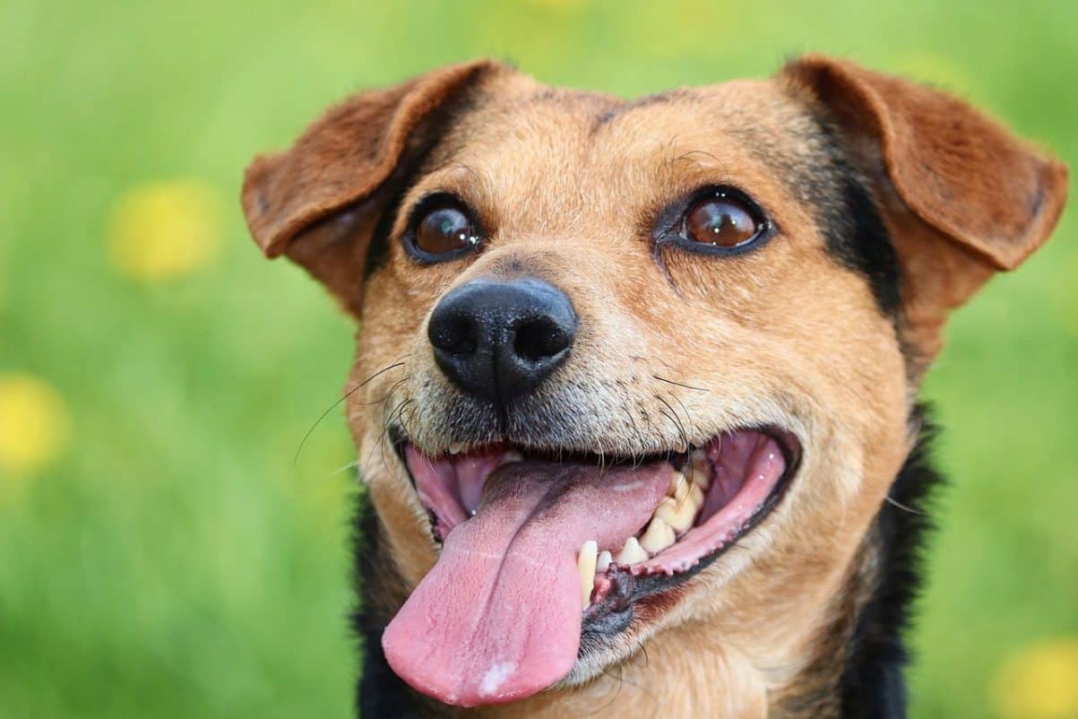 what-causes-excessive-panting-in-older-dogs