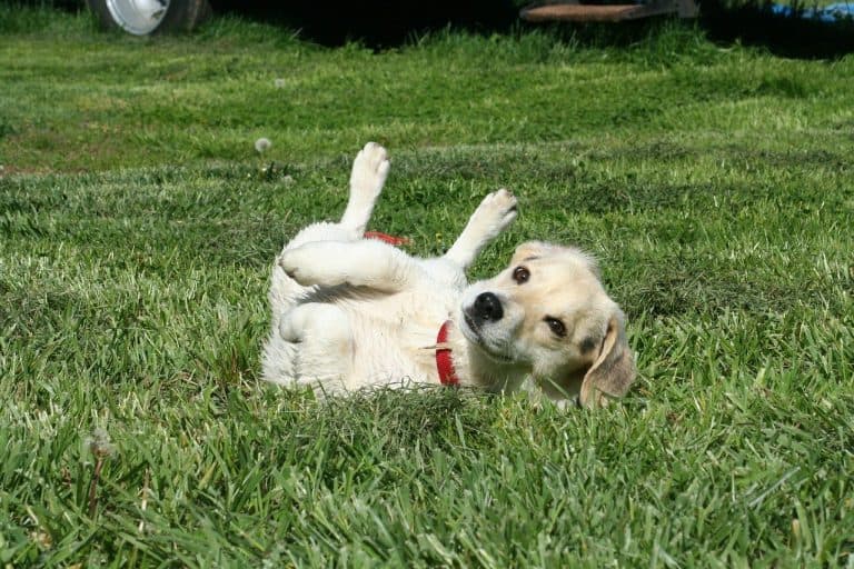 help-my-puppy-hates-its-crate-dog-savvy