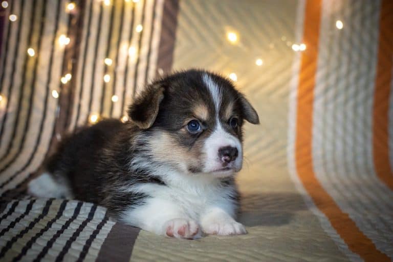 How Long to Let a Puppy Cry in a Crate? Let Answer This...