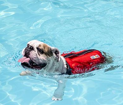 Can Dogs Swim in Lakes? Dangers and Precautions