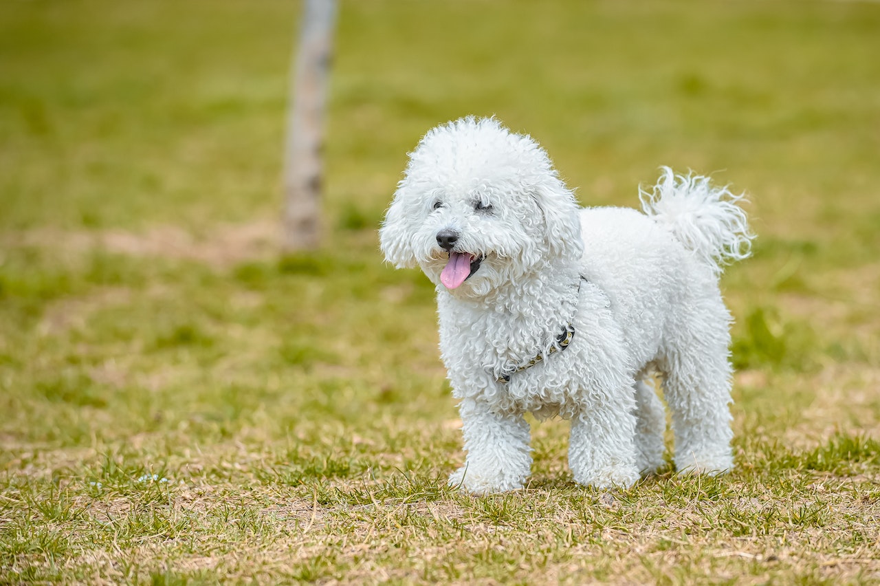 Toy Poodle – Fun Facts and Crate Size – Pet Crates Direct