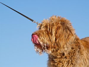 Can Dogs Eat Strawberry Ice Cream?