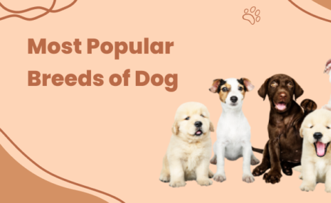 All about Dog Breeds - Check All Our Articles Here