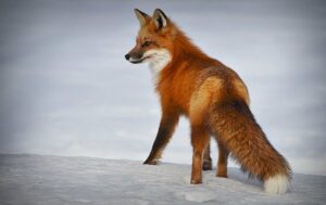 Do Foxes Attack Humans At Night? Is It A Concern